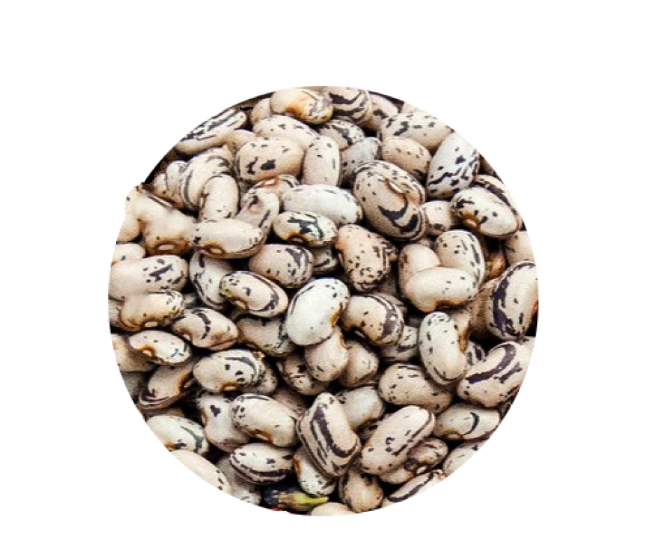 Sugar beans long (NaroBean 1) from Uganda